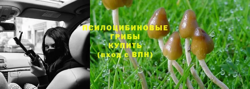 MEGA ТОР  как найти наркотики  Еманжелинск  Псилоцибиновые грибы Psilocybine cubensis 